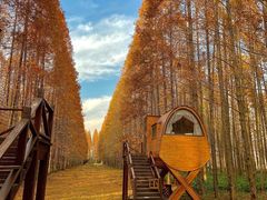 -黄海国家森林公园