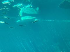 -海棠湾洲际-涛·海底餐厅·美人鱼·自助餐·海底隧道