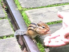 -五营红松林海景区