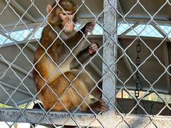 -西霞口神雕山野生动物世界