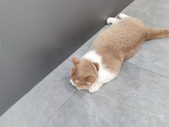 -伟伟宠物医院·CT影像中心·瑞派犬猫综合性门诊(汉口总院)