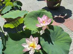 -莲花池公园