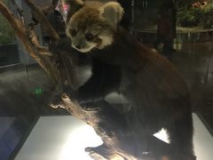 -陕西自然博物馆