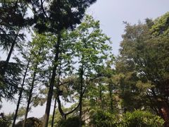 -八大关景区