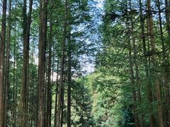 -武陵山森林公园