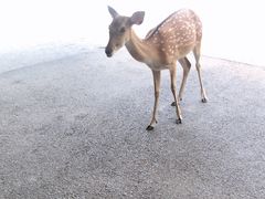 -清迈夜间动物园