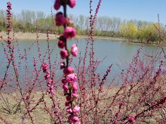 -东郊湿地公园