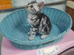 -纳吉亚猫专科动物医院博雅分院