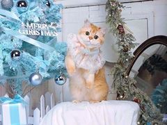 -超宠爱宠物摄影-Super pet