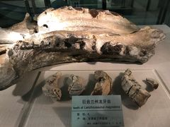 景点-甘肃地质博物馆