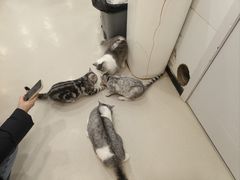 -共舞时光猫咖·狗咖(新街口店)