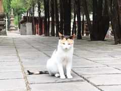 -四门塔风景区