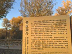 -金塔沙漠胡杨林景区