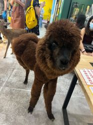 点击看大图 -神奇动物撸宠馆·羊驼·小浣熊·异宠(豫园店)