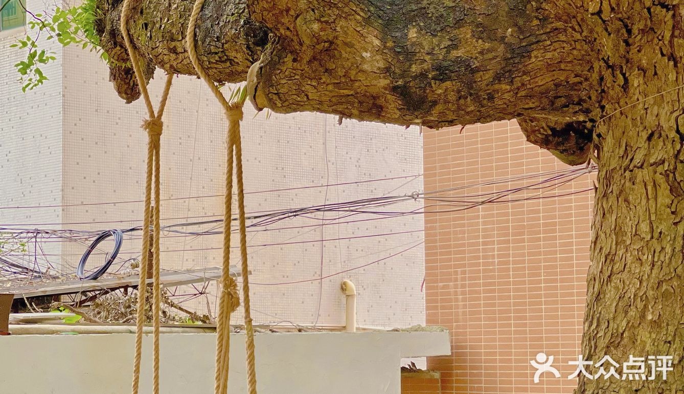 廣州 | 擁有200年樹齡樟樹，隱藏在市橋の咖啡民宿‼️