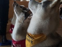 -Husky Go! 哈士奇体验馆·宠物咖啡厅狗咖