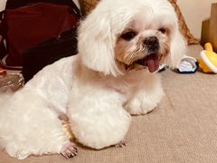 -FAELING PETS美天灵宠物(富力广场店)