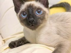 -欣宠猫屋·矮脚拿破仑·蓝金金渐层