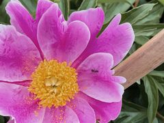 -黑龙江省森林植物园
