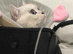 -伟伟宠物医院·CT影像中心·瑞派犬猫综合性门诊(汉口总院)