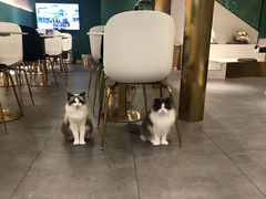 大堂-飞行喵MR PILOT|猫舍·猫咖(静安大融城店)