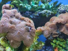 -御唐府海珊瑚主题餐厅