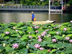 -荔湾湖公园