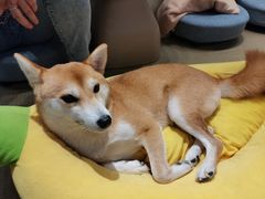 -逗柴咖啡屋·狗咖猫咖宠物桌游