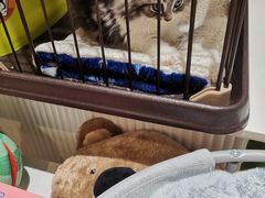 -1013 PET SHOP精品宠物商店(丁香店)