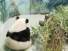 -成都保利公园皇冠假日酒店(熊猫基地店)
