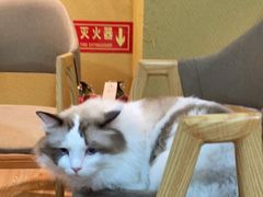 -白兔子密室(长寿路店)
