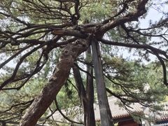 -红螺寺