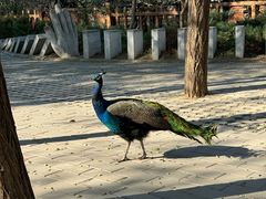 -北京麋鹿生态实验中心