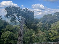 -清迈丛林飞跃 JungleFlight