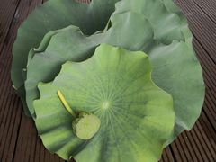 -上海市保健医疗中心