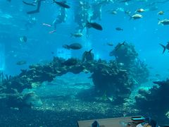 -海棠湾洲际-涛·海底餐厅·美人鱼·自助餐·海底隧道