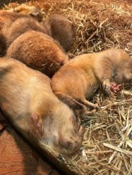 -Zoolung Zoolung动物主题公园(海信广场店)