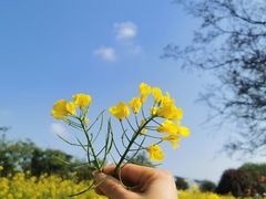 -武汉紫薇都市田园