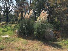 -盘龙城国家考古遗址公园