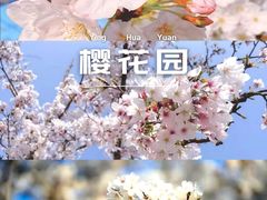 -天王浮山樱花园