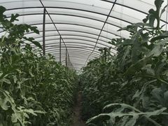-庞各庄西瓜蔬菜采摘园·锦华瓜园