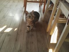 -海边的猫和咖啡馆