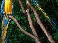 -广州长隆国际大马戏