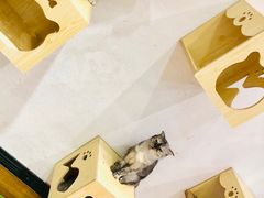 -猫色咖啡·猫咖