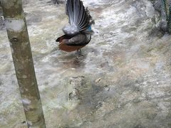 -呀诺达热带雨林