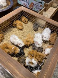 -酷嗒动物文化乐园(cutezoo西溪乐天城店)