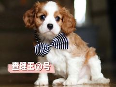 -萌宠之家·腊肠犬·马尔泰·小体犬舍
