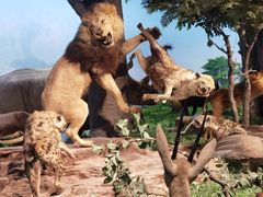 -国家自然博物馆