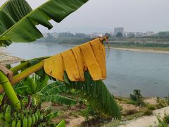 -西双版纳傣族园