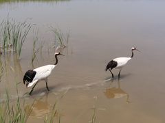 -盐城丹顶鹤湿地生态旅游区